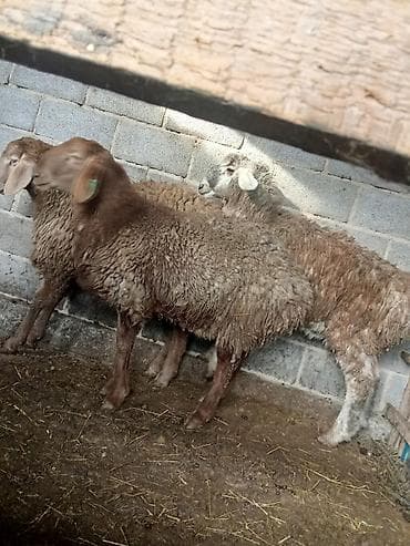 хохлатая собака: Продаю | Ягненок | Для разведения | Племенные — 3