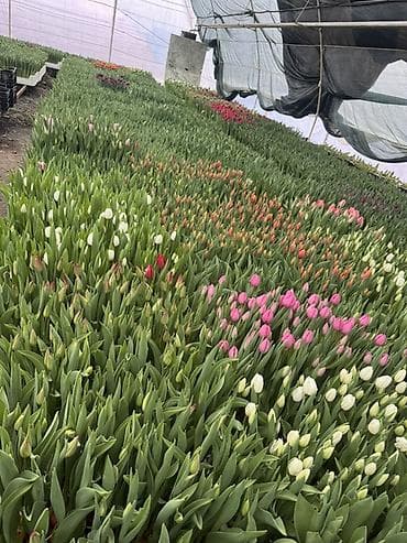 искусственные: Принемаем заказы на 8 марта тюльпаны с луковицый с доставкой боле — 1