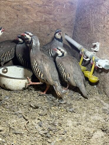 Каменные куропатки (кеклики) - Порода: кеклик (Alectoris chukar) -