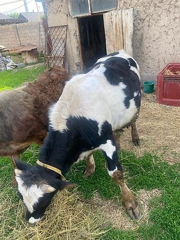 продажа собак в бишкеке: Продаю | Бык (самец) — 2