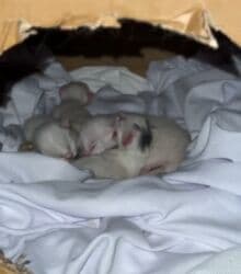 куда можно отдать собаку в бишкеке: Ангорская, 8 месяцев, Девочка, Белый — 3