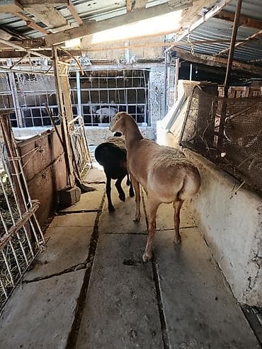 Продам с/х животных: Продаю | Овца (самка) | Арашан — 3