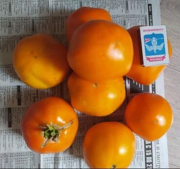 рассада помидор купить: Уруктар жашылчалардын: Помидорлор, Өзү алып кетүү — 6