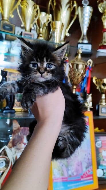 купить кошку в бишкеке: ( фотографии родные Не с интернета и не искусственный — 4