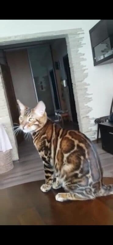 купить породистых котят: Красивейшие бенгальские котята .вырастают вот такими красавцами очень — 11