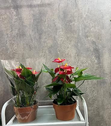 для мусульман: Антуриум (Anthurium andreanum) в горшке. - Декоративно-цветущее — 6