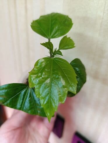 Комнатные растения: Гибискус (китайская роза) — ярко‑красный сорт с крупными простыми — 2