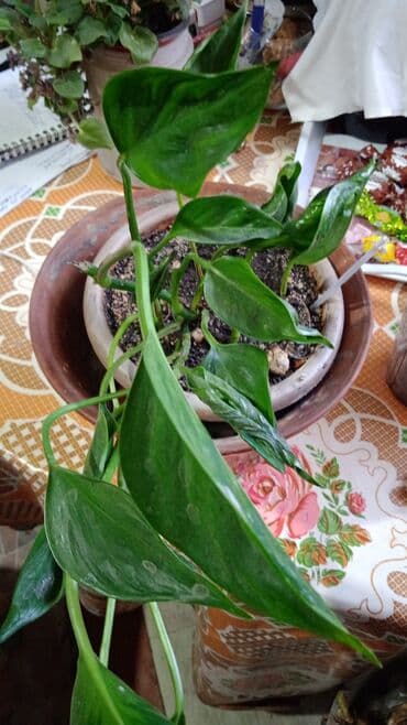 водоросли для аквариума: Комнатные растения — коллеция лиан и ароидных:Сингониумы — 19