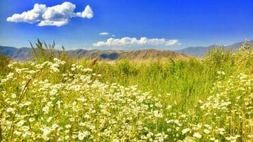 кумыс с медом бишкек: Inst : Talas_honey Все о медосборе. Мёд — 5