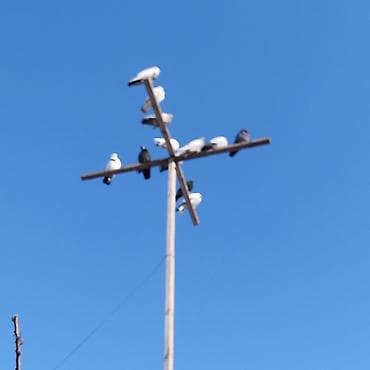 Стая голубей - Окрас разный: светлые, тёмные, пёстрые. - На фото —