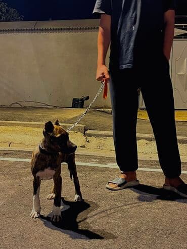 звонок собака фото: Питбуль, 4 месяца, Самец, С прививкой — 4