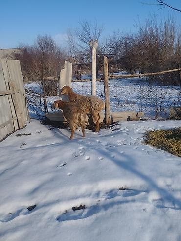 ат бишкек: Сатам | Козу | Арашан | Көбөйтүү үчүн | Ургаачы, Токту — 4