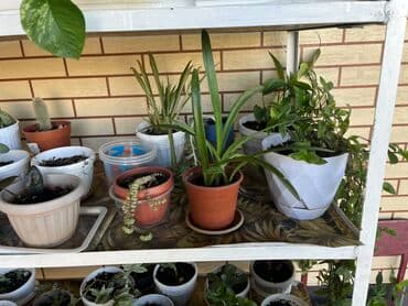 лимон цветы: Распродаю комнатные цветы срочно переезжаем — 4