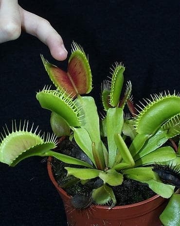 Дом и сад: Венерина мухоловка (Dionaea muscipula) в горшке - Хищное комнатное — 3