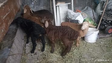 Продаю | Ягненок | Арашан | Для разведения