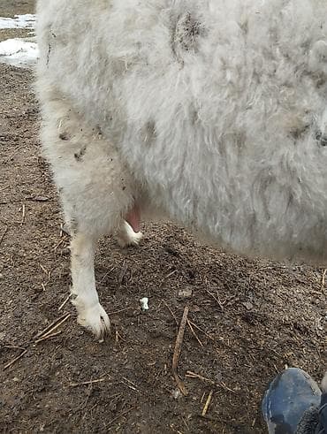 продаю коз: Продаю | Коза (самка) | Для молока — 6