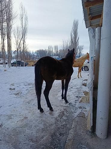 жугору сатам: Сатам | Бээ (ургаачы) | Жумушка | Асыл тукумдуу — 4