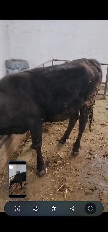 бычки гелефорд: Продаю | Бык (самец) | На откорм | Привязанные — 4