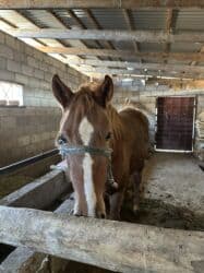 продажа домашних животных: Продаю | Кобыла (самка) — 6