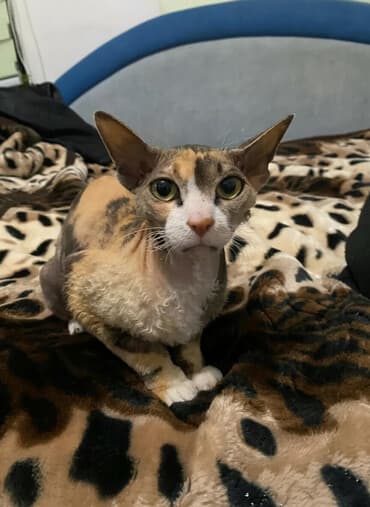 померанский шпиц цена в бишкеке: Порода: корниш-рекс (трёхцветная кошка и котёнок) В продаже котёнок- — 1