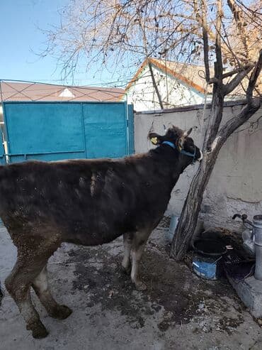 продажа кормов для сельскохозяйственных животных: Продаю | Корова (самка) | Швицкая, Симментальская | Для разведения, Для молока | Стельные — 12