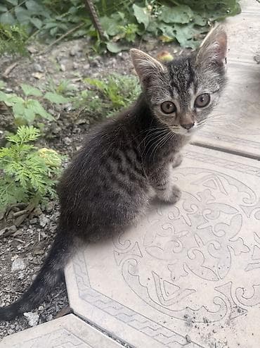 кошке: Котята из одного помёта - Возраст: 4 месяца - Окрас: несколько — 3