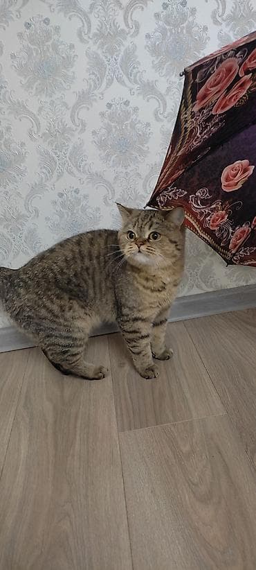 саванна кошка цена: Скотиш Страйт (Шотландская прямоухая), 1 год, Девочка, Приучена к лотку — 1