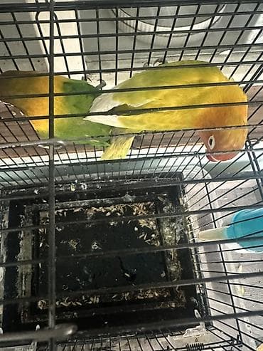 Пара неразлучников (Agapornis) в клетке. - Окрасы: один птиц зеленый — 4