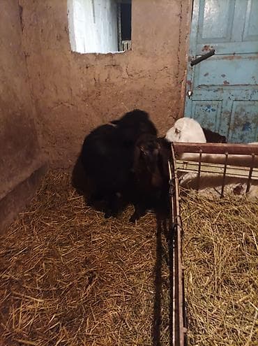 собака авчарка: Продаю | Овца (самка) | Гиссарская, Арашан, Романовская | Для разведения | Племенные — 3