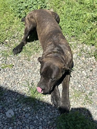 собаки пидбуль: Продается собака кане корсо, тигровый окрас (темно-коричневый с — 5