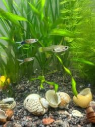 Аквариумные живые рыбки гуппи - Вид: Poecilia reticulata (гуппи)
