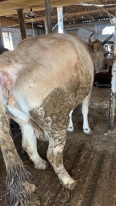 Индюки: Продаю | Корова (самка) — 2