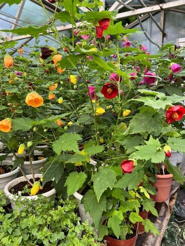 багеты бишкек: Абутулионы — 1