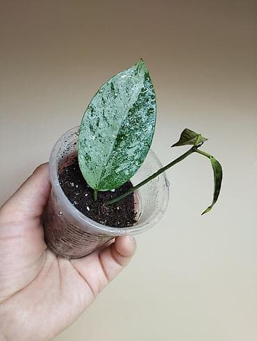 на 23 февраля: В продаже : Папоротник Тигр, Сингониум Орм Нак, Хойя New Moon — 9