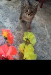 наполнитель для кота: 3 месяца, Девочка, Приучена к лотку — 1