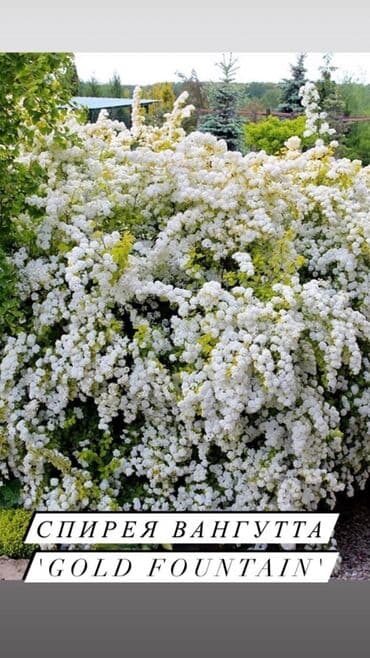 вьющиеся розы бишкек: Декоративные кустарники для сада! - спирея японская - спирея -спирея — 4