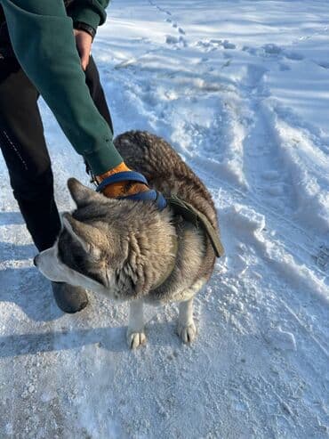 акустические системы baseus колонка в виде собак: Хаски, 1 год, Самка, С прививкой — 3