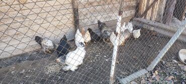 купить собаку объявления: Продаю | Куры | Несушки — 8