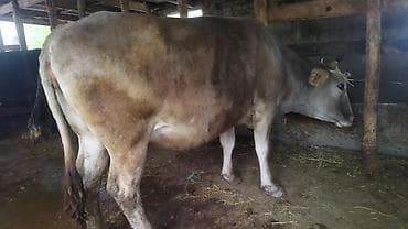 ловит мышей: Продаю | Корова (самка) | Для молока | Привязанные — 3