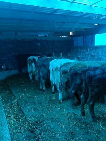 продажа собаки: Продаю | Бык (самец), Музоо, торпок | Полукровка | На откорм — 1