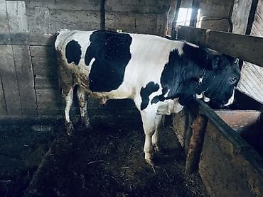 корови: Продаю | Бык (самец) | Голштин | На откорм | Привязанные — 5