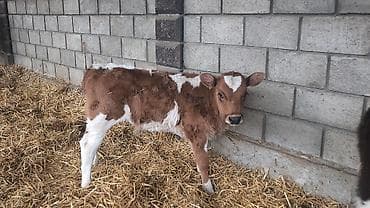 жаныбарлар: Сатам | Бука (эркек), Кунаажын | Голштин, Симментал, Монбельярд | Бордоп семиртүү үчүн, Көбөйтүү үчүн, Сүт алуу үчүн | Жасалма уруктандырылган — 9