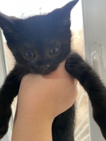 кошачий питомник в бишкеке: Отдам даром домашний — 2