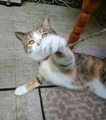 Отдам даром кошку: Кошка даром: Беспородная, 2 года, Девочка — 1