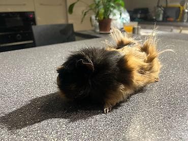 Услуги ветеринара: Домашние морские свинки + комплект вольера - Пара морских свинок — 1