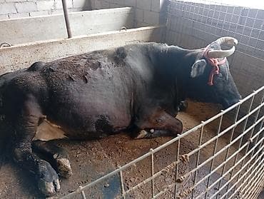 мастит: Продаю | Корова (самка) | Голштин | Для молока | Привязанные — 9