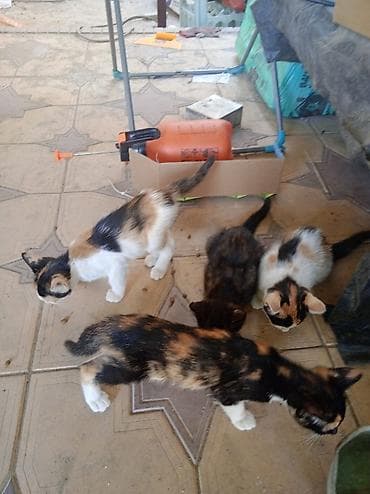 cat sofa: Котята трёхцветные (черепаховые) - Окрас: бело-рыже-черный — 3
