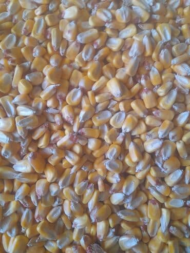 мороженое оборудование: Кукуруза Оптом, Самовывоз, Бесплатная доставка, Платная доставка — 2