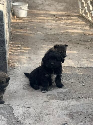 Ит кууту: Щенки метисы, маленькие пушистые комочки с выразительными мордочками и — 6