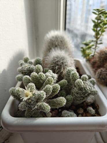 спальный гарнитур в бишкеке в рассрочку: Набор суккулентов и кактусов — все вместе, в 5 одинаковых — 7